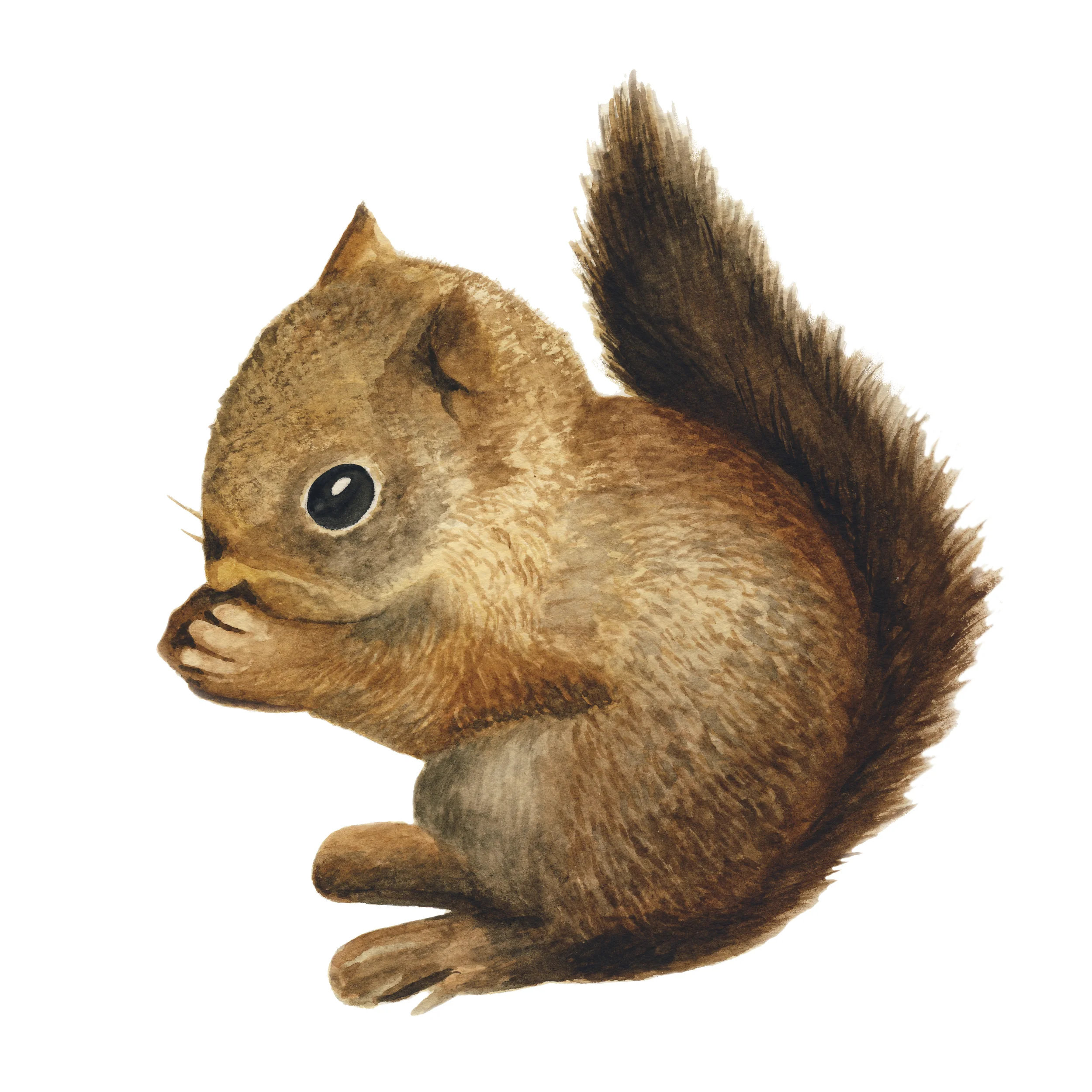 watercolorsquirrel.jpg