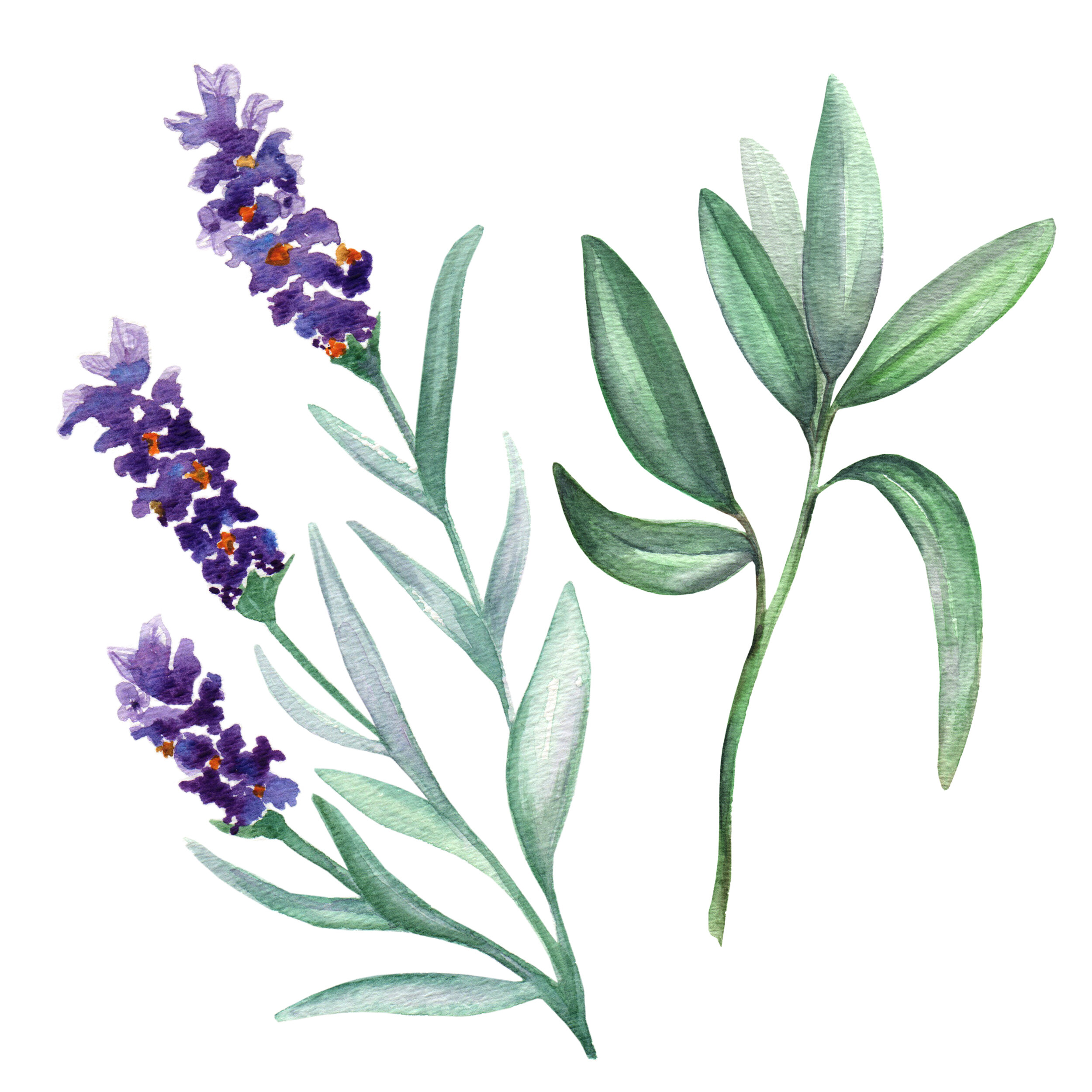 Lavender and Sage.jpg