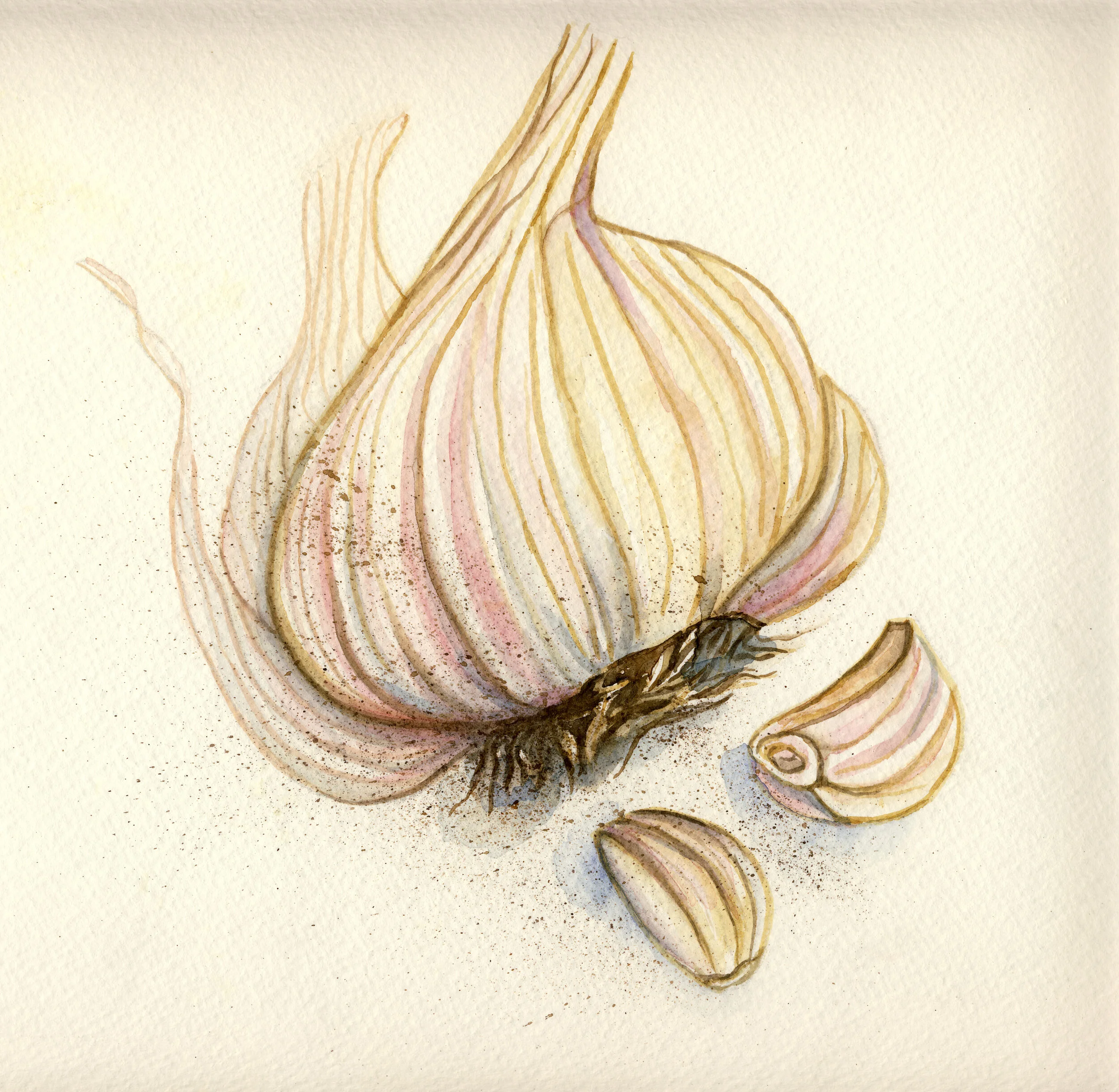 Garlic2.jpg