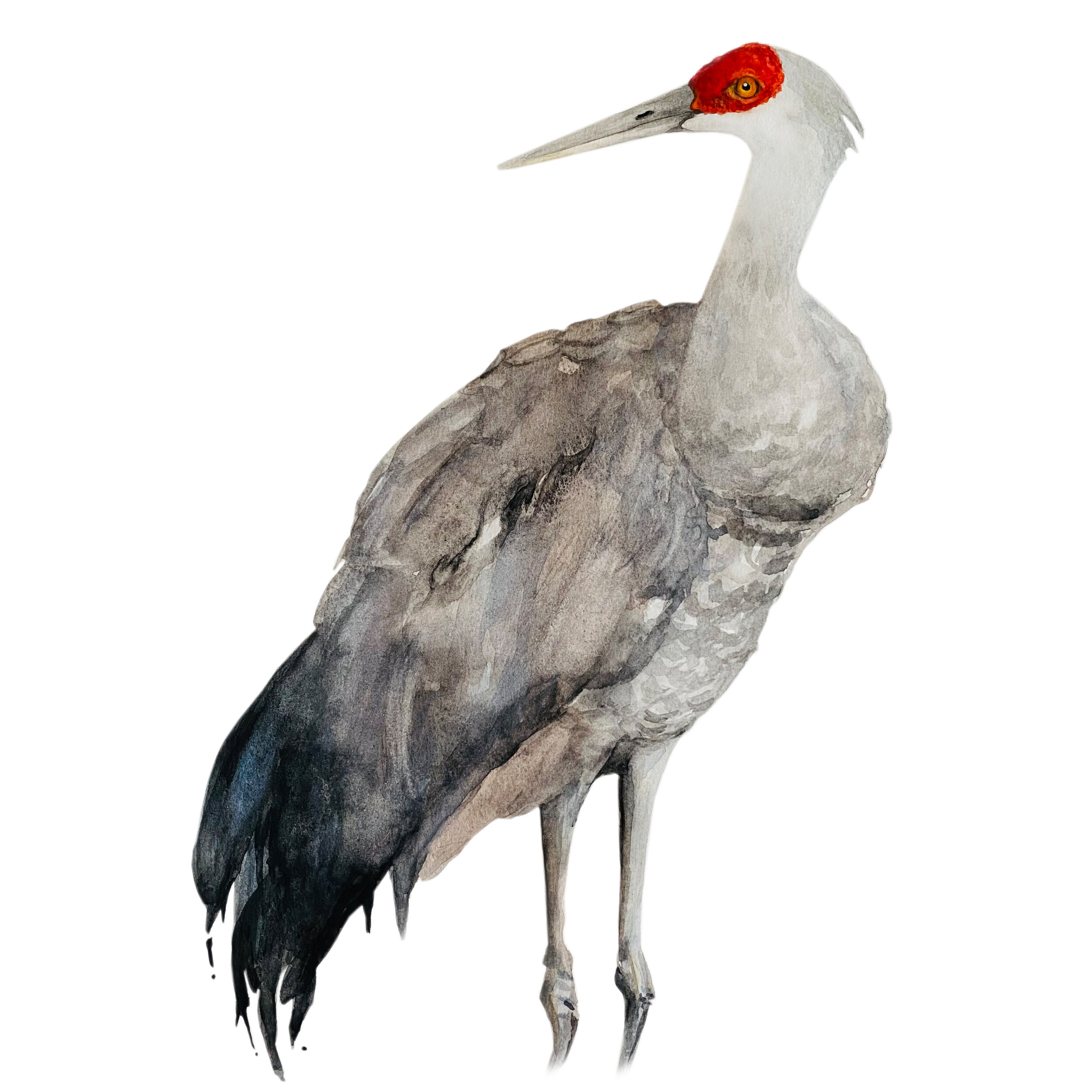 Watercolorcrane.jpg