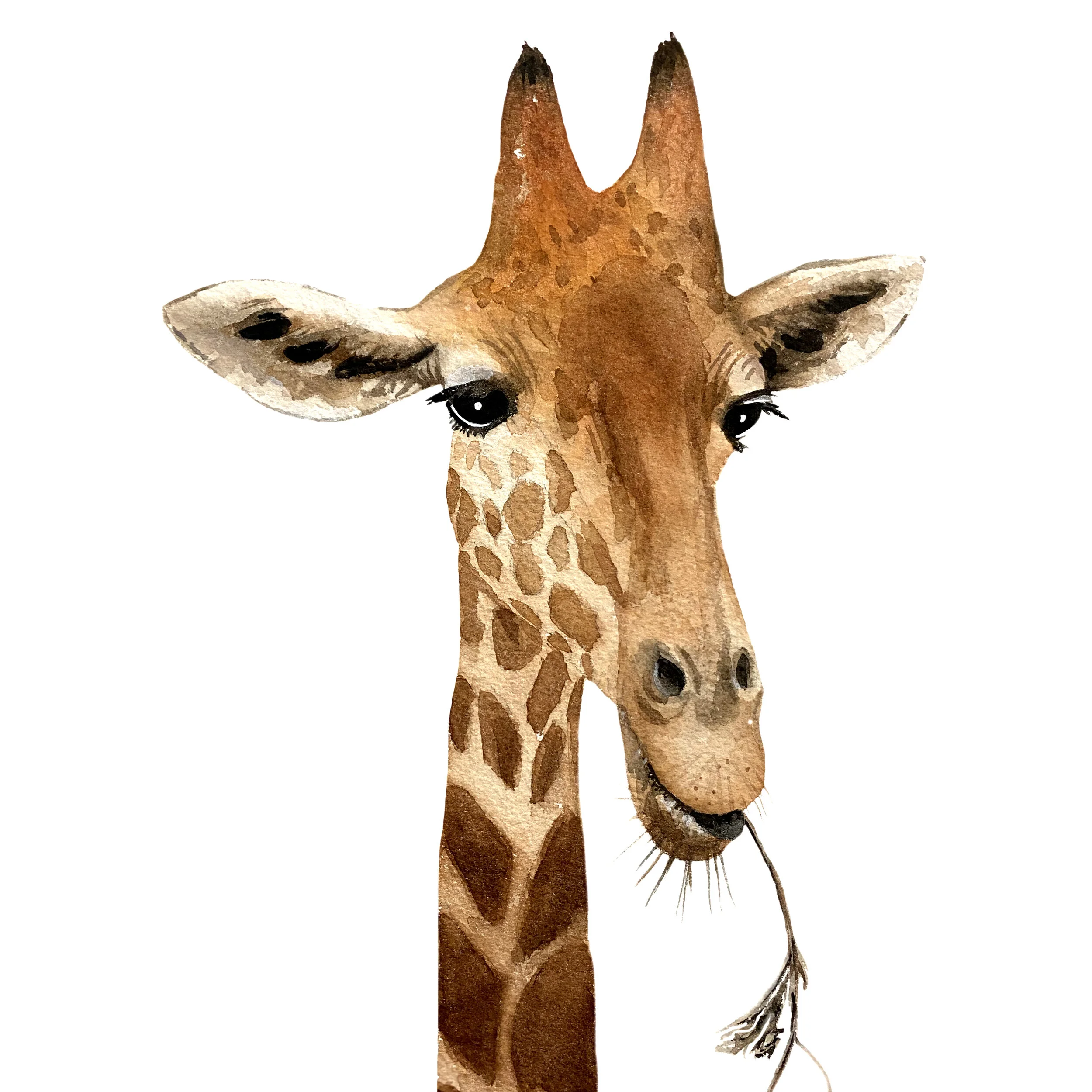 giraffe.jpg