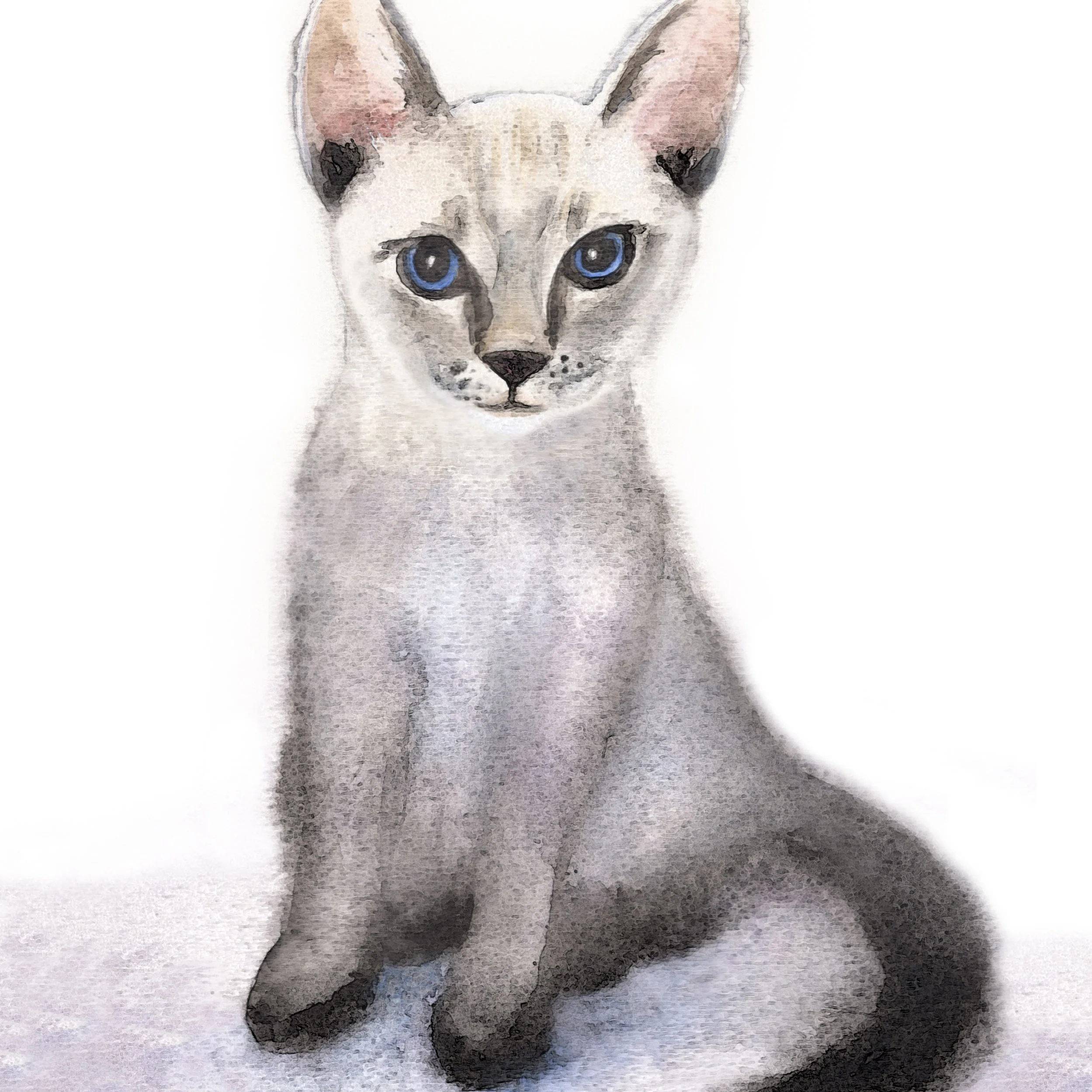 Nova Kitty.jpg