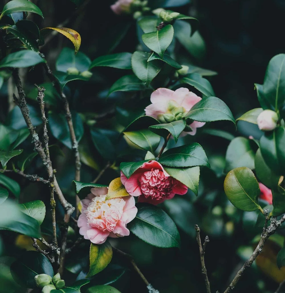 2 Day Classic Lash Training 