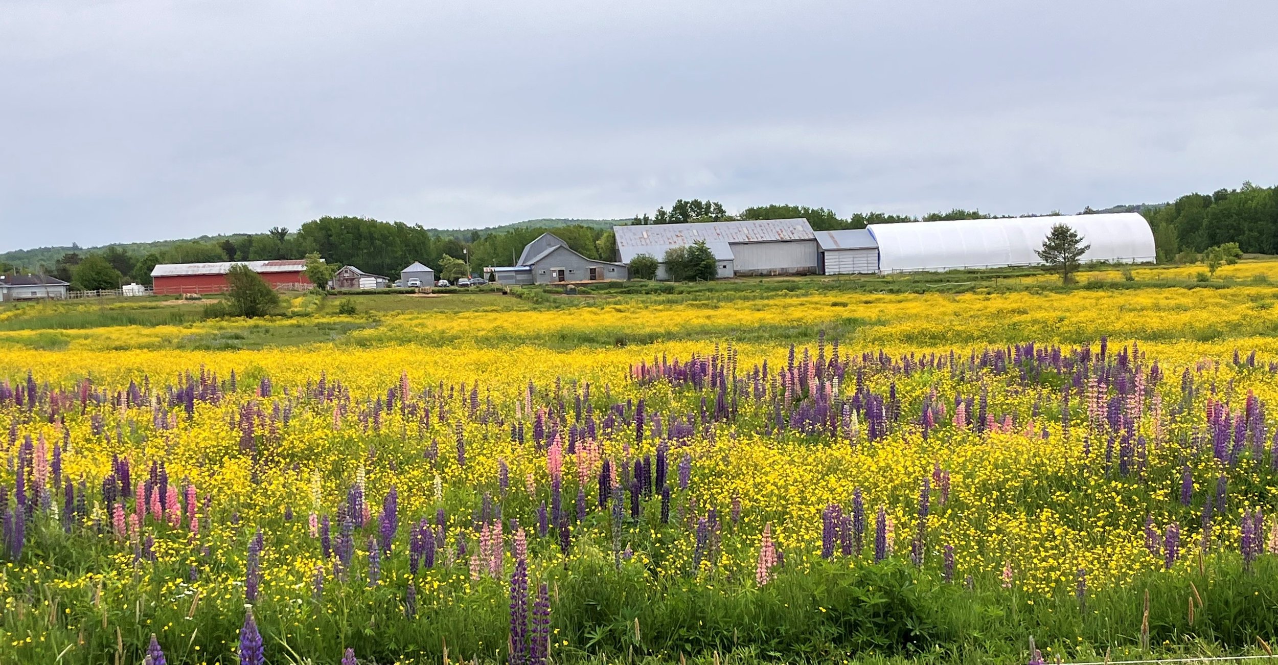 Countryside photo.jpg