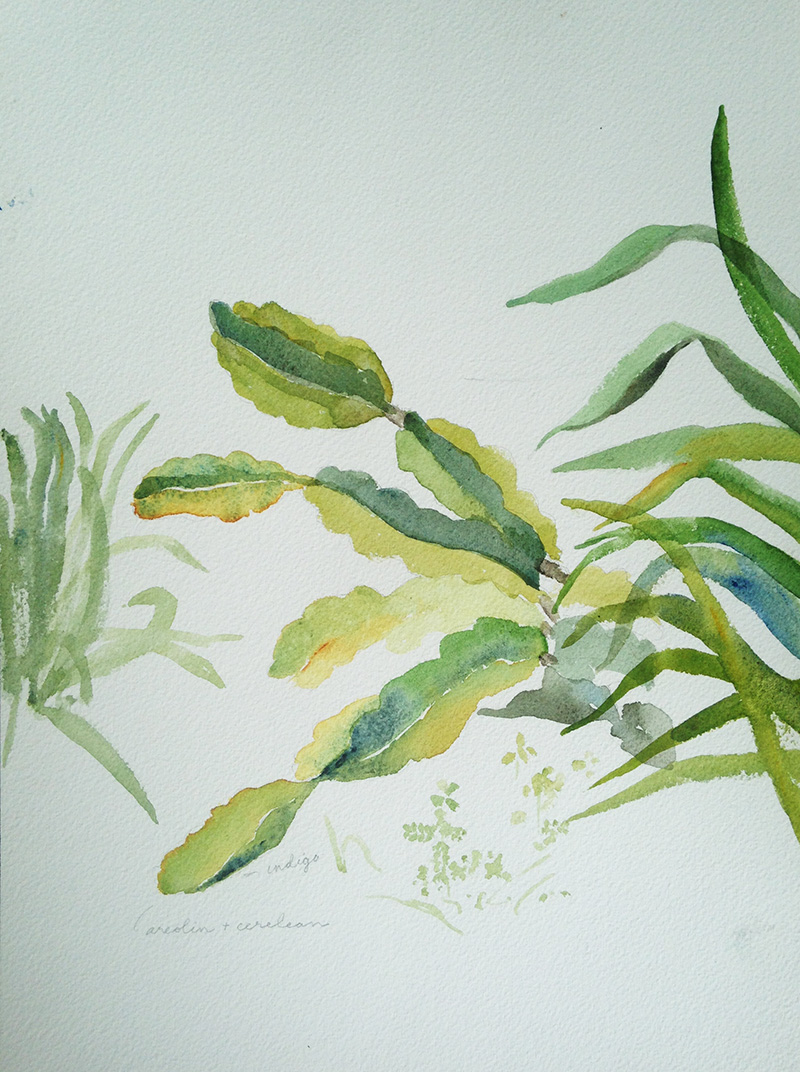 coco-connolly-watercolor-plant-life-waimea2018.jpg