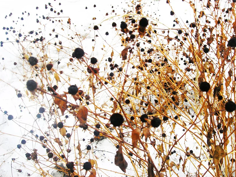 coco-connolly-weeds-snow-photo1.jpg