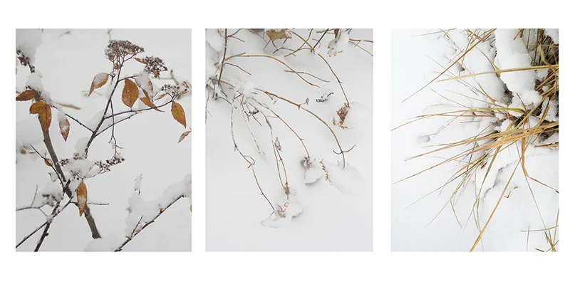 A few more branchy grassy moments I had to photograph. The colors so appeal to me, the yellow ochre, rust, spot red and subtle grays.