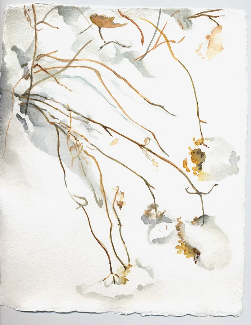 coco-connolly-hydrangea-snow-watercolor-sketch.jpg