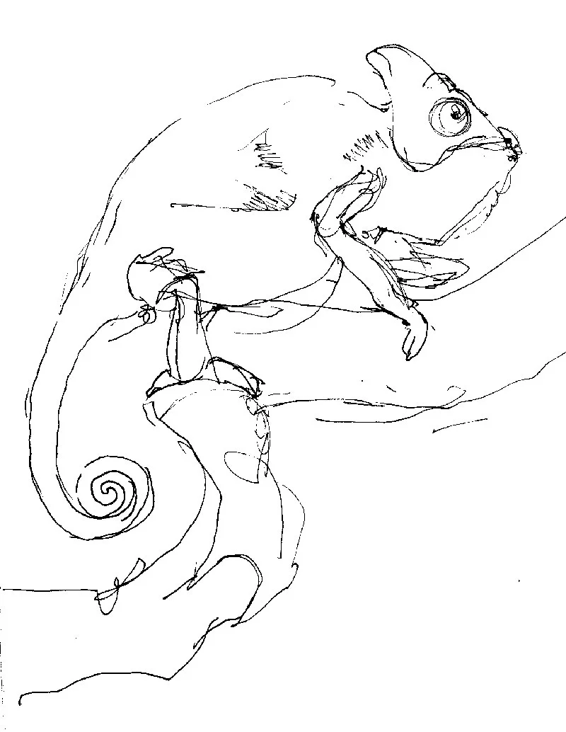 coco-connolly-old-veiled-chameleon.jpg