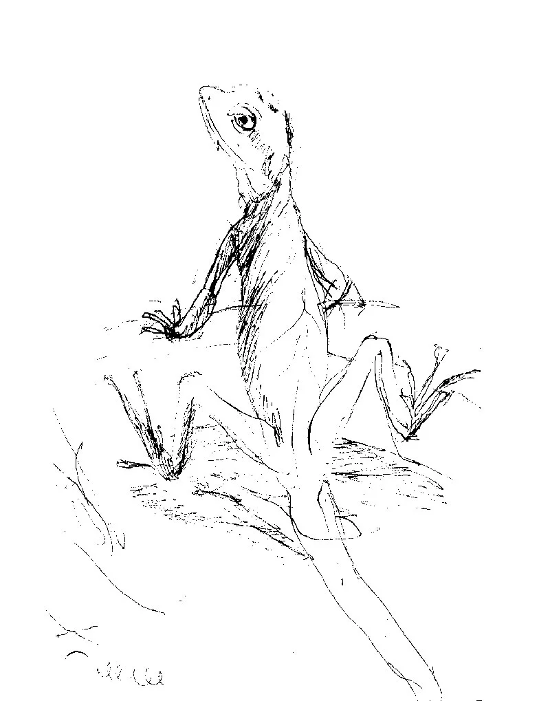 coco-connolly-lizard-bathing.jpg
