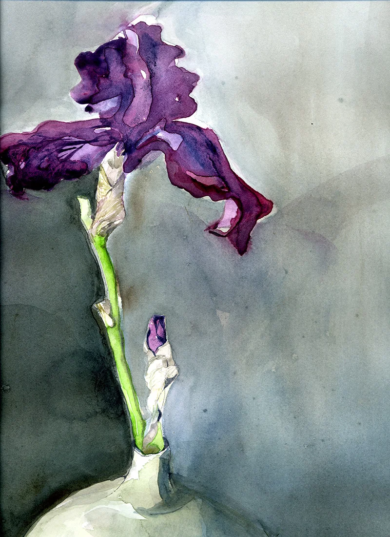 One Purple Iris : Watercolor on Arches 140# hp, 12 x 16 in / 31 x 41 cm