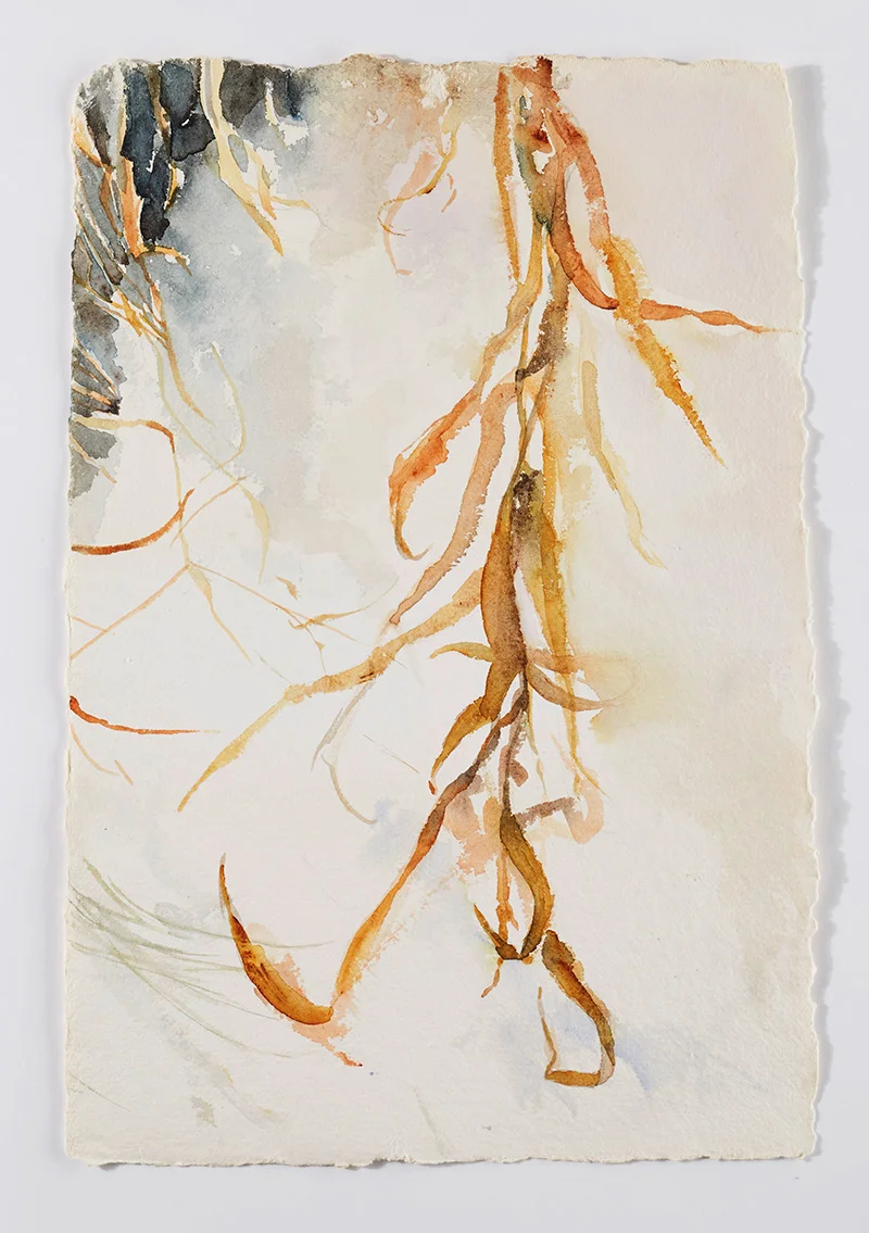 Weeds in snow 3: Watercolor on handmade paper, 12 x 18 in / 31 x 46 cm