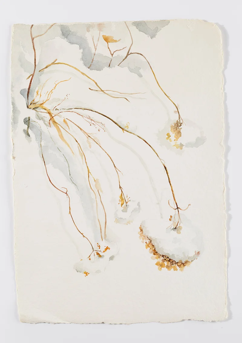 Weeds in snow 6: Watercolor on handmade paper, 12 x 18 in / 31 x 46 cm