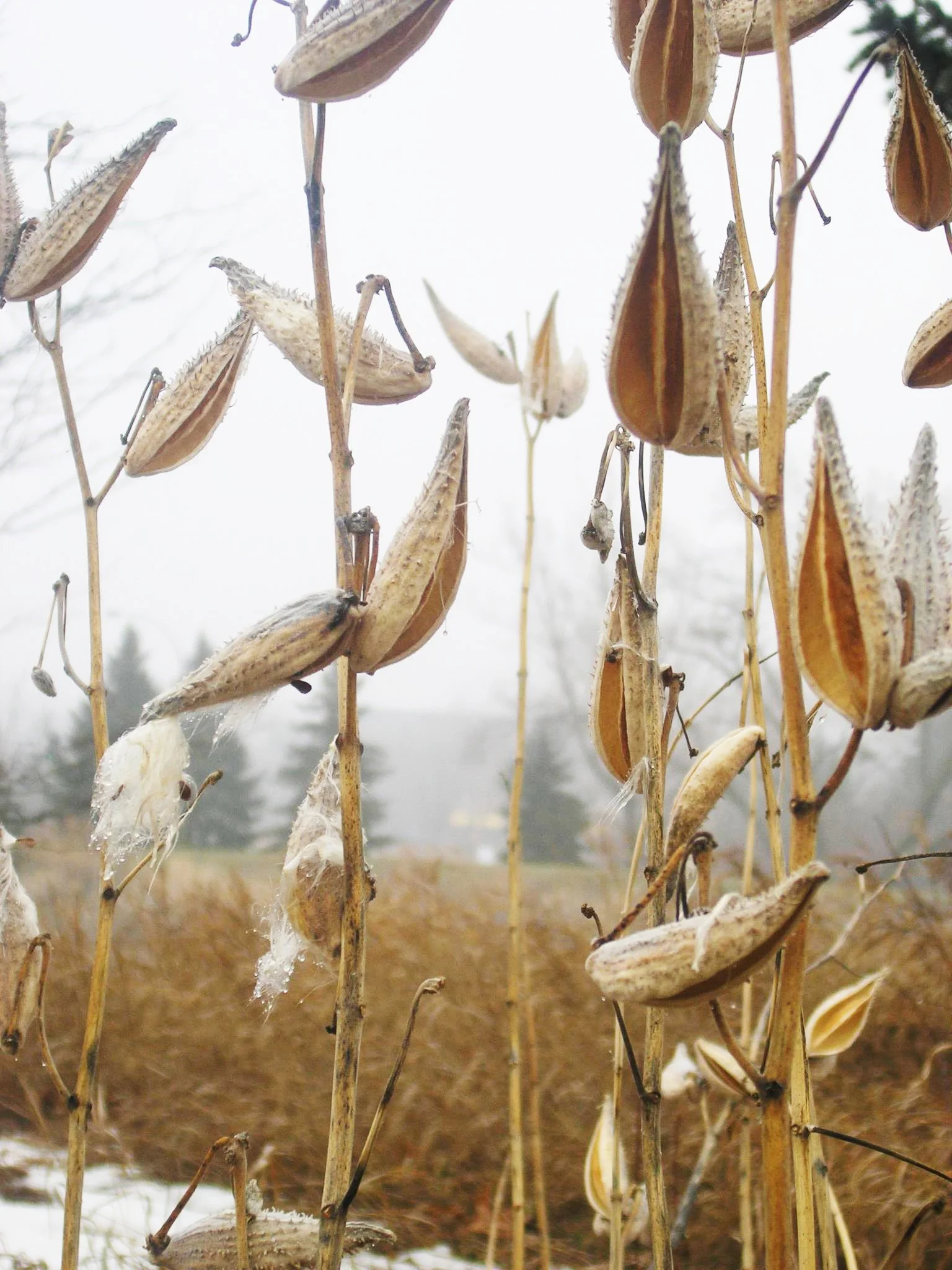 Living in a limited palette.