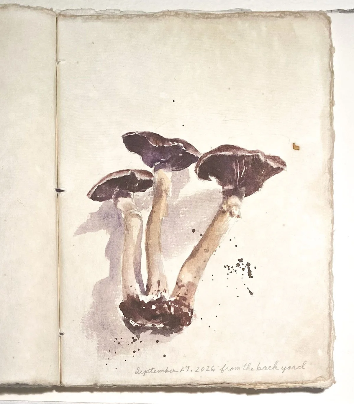 After the rain, the mushrooms.