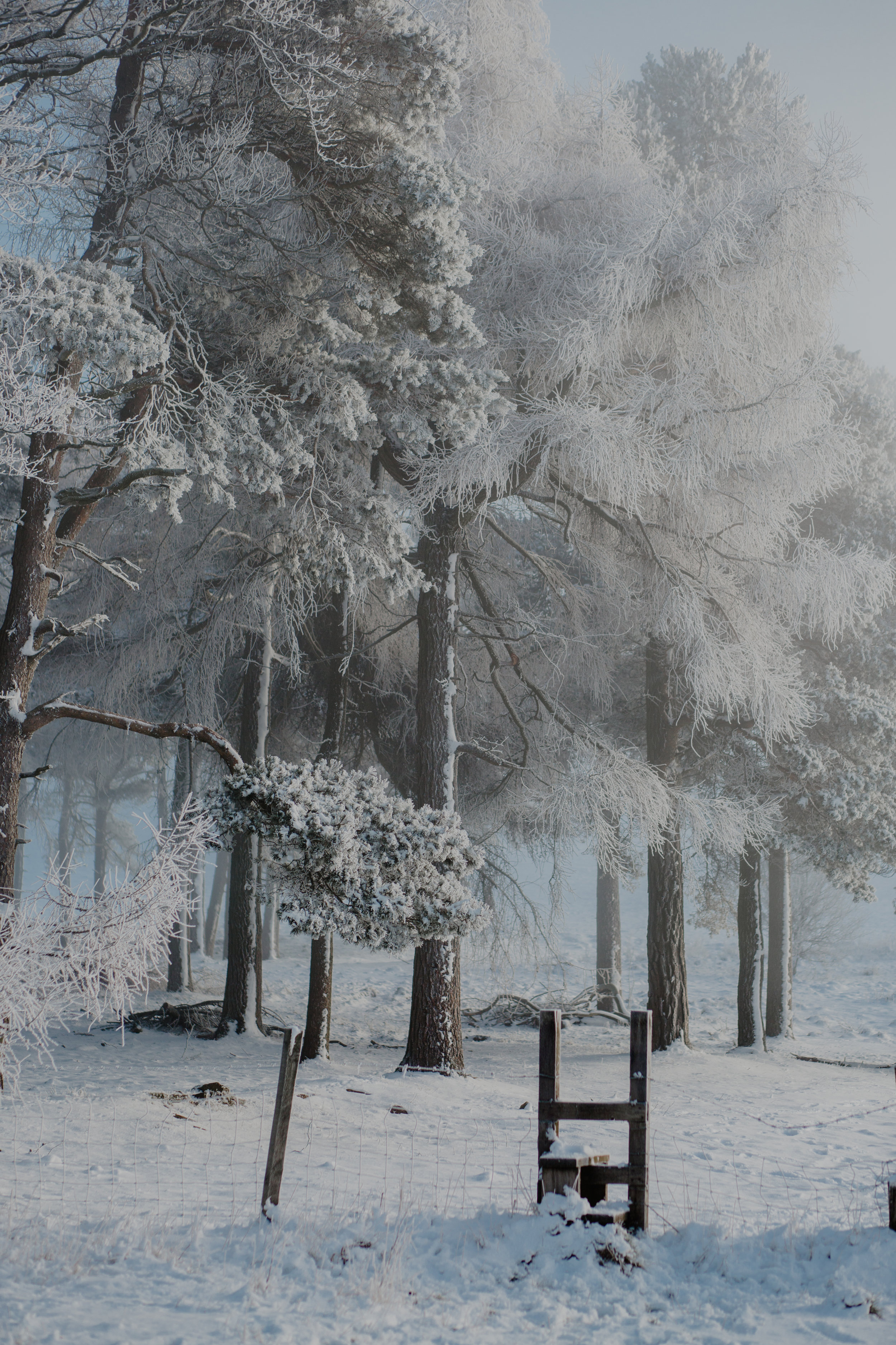 Snow Mist.jpg