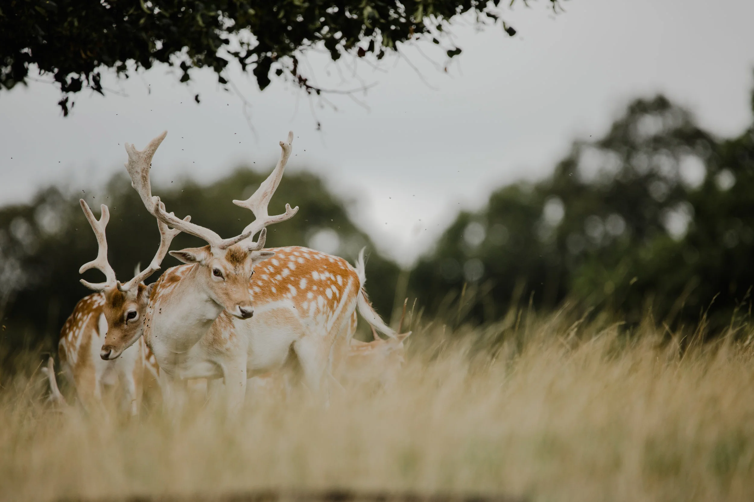 Fallow Deer.jpg