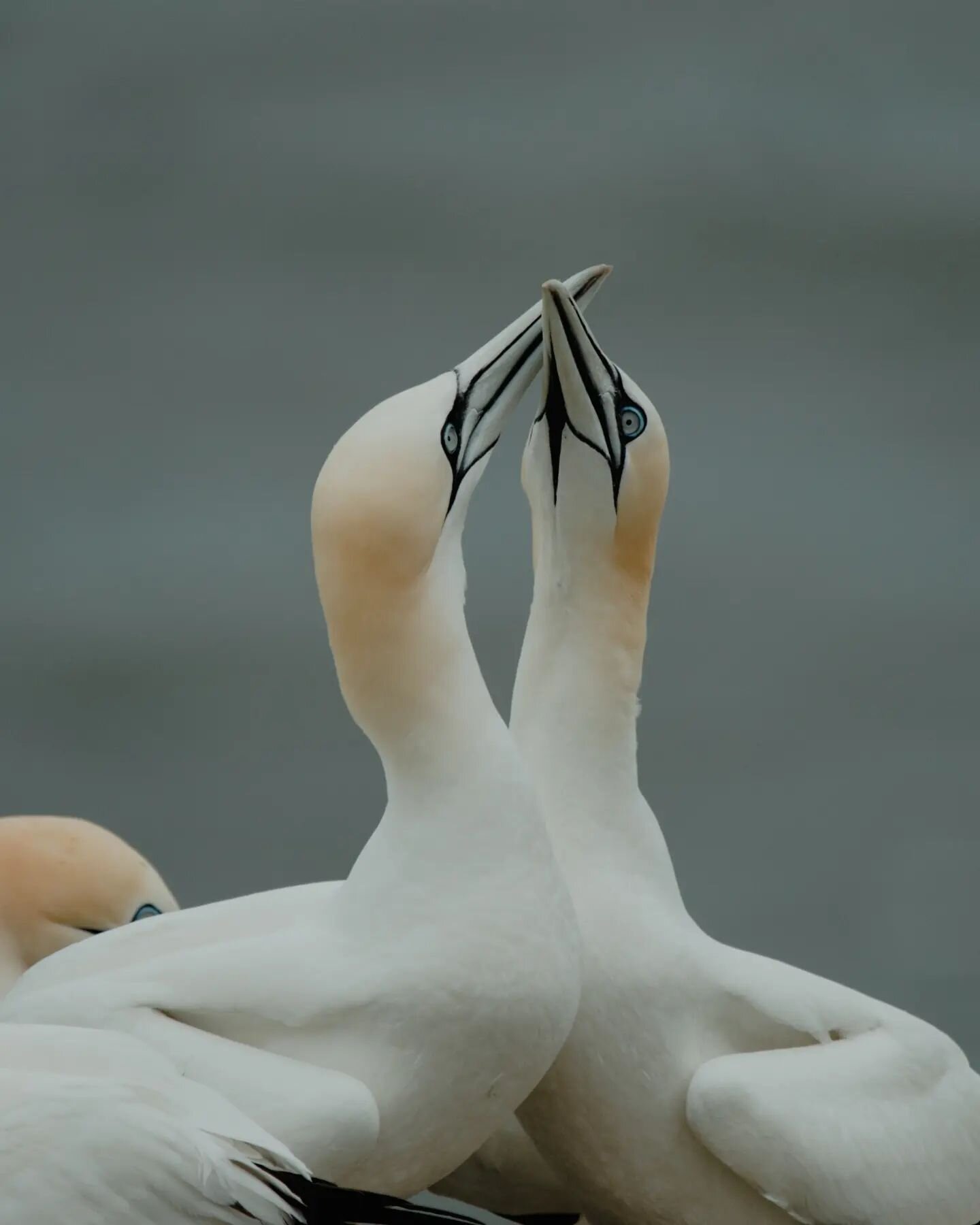 I would love for this year to be filled with opportunities to photograph even more beautiful, wild things. Watching these gannets at @rspbbemptoncliffs was such a treat.