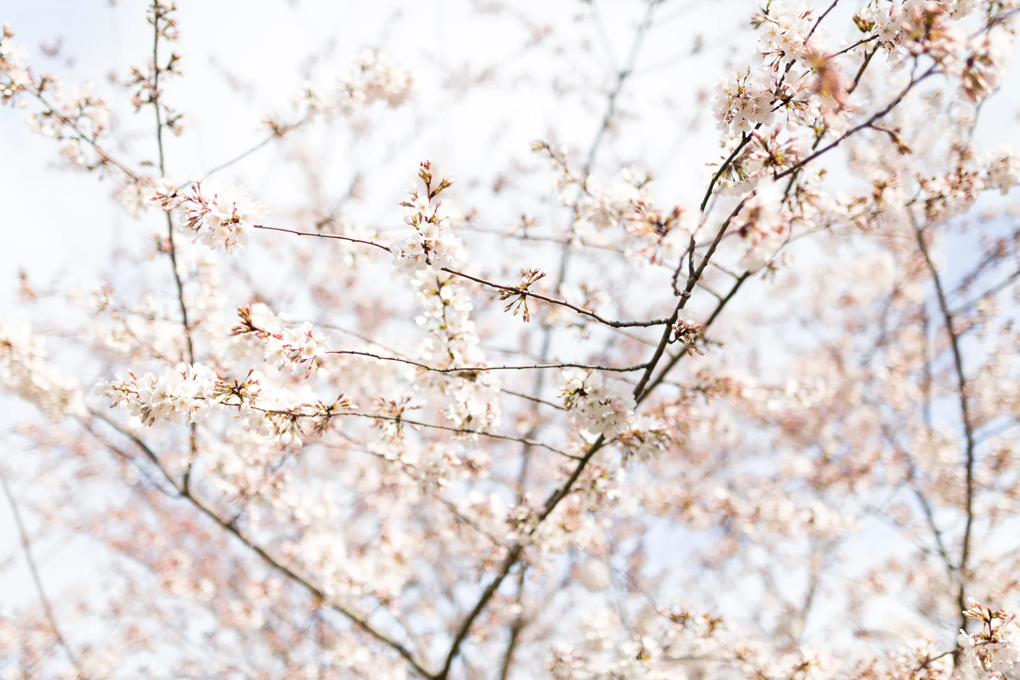 20180402-D49B3422.jpg