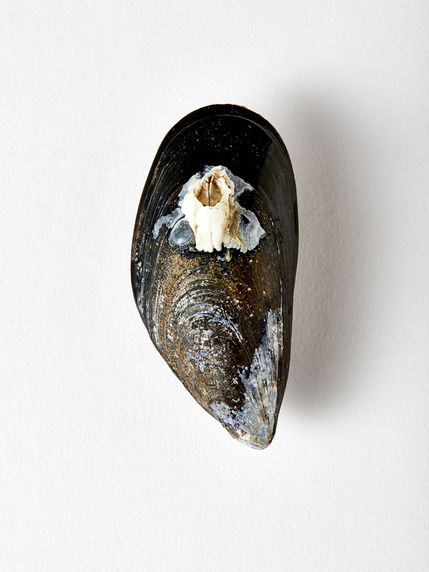 190322_UglyMussel13946_F.jpg