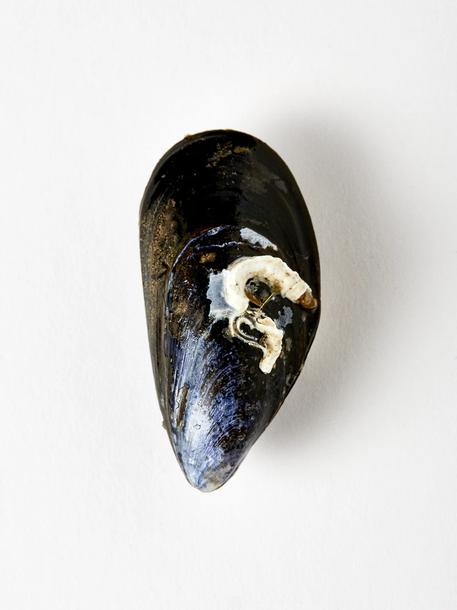 190322_UglyMussel13957_F.jpg