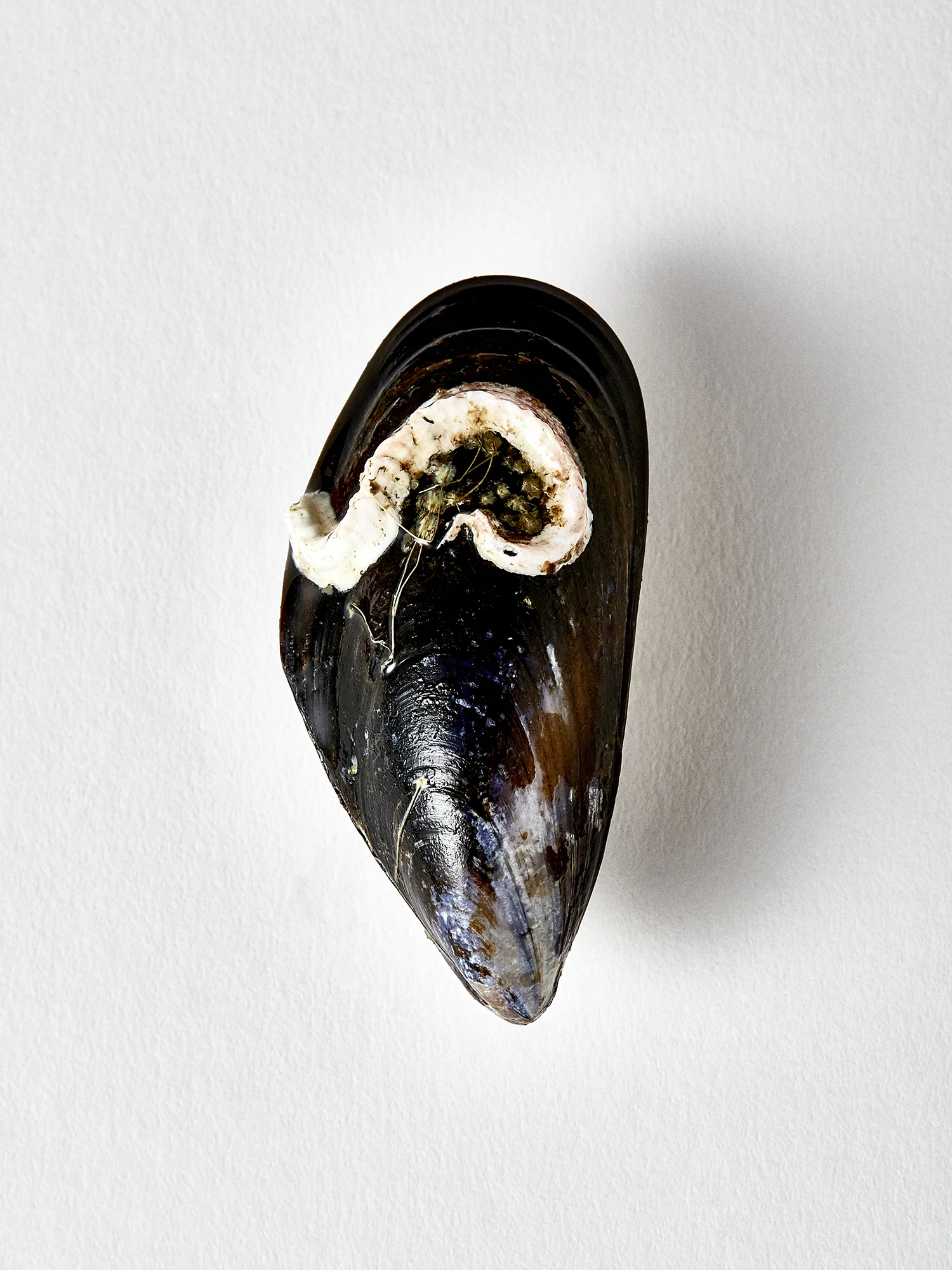 190322_UglyMussel13949_F.jpg