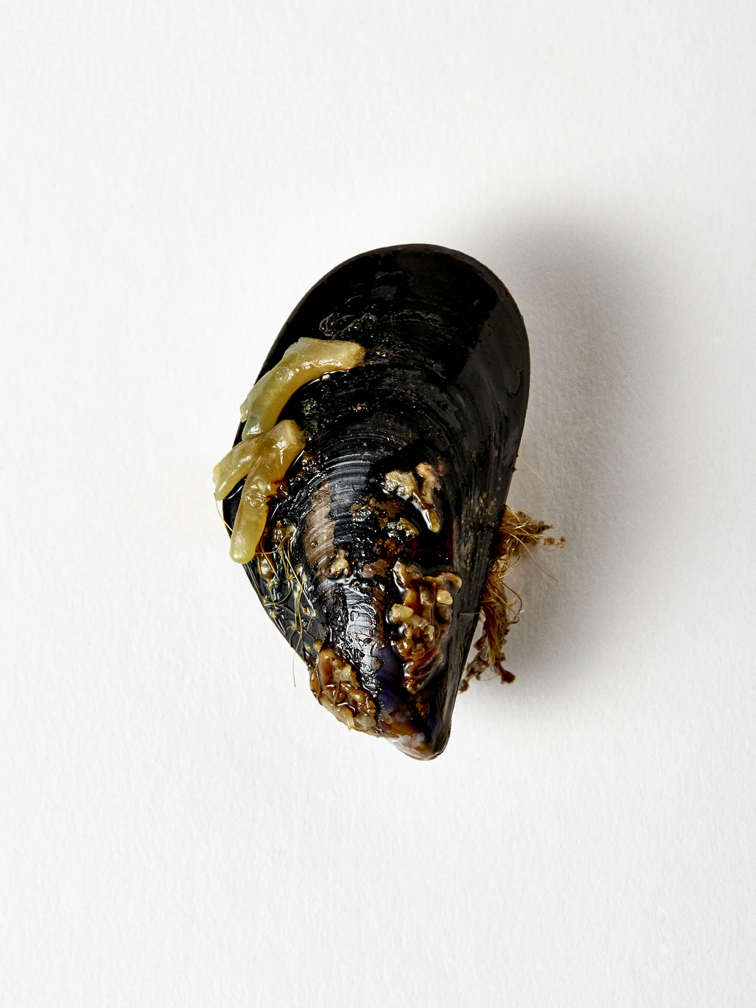 190322_UglyMussel13983_F.jpg