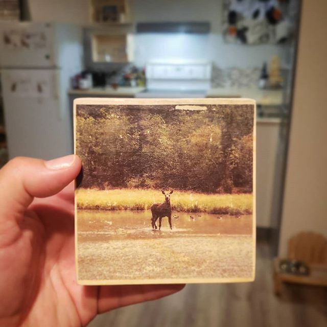 》》Moose Is Loose《《 and they're headed straight for your office or home. 
I've been fortunate to see lots of wildlife in Yukon but mostly when driving. This snap was a classic from my mom's collection. Some of my earliest memories was mom forcing dad 