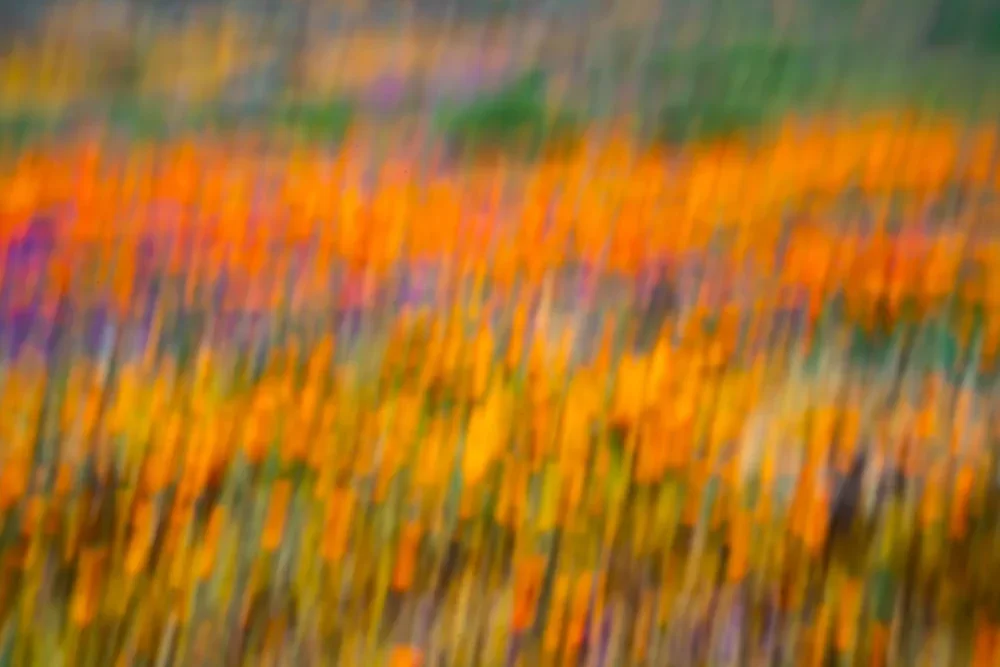 Garden with No Boundary