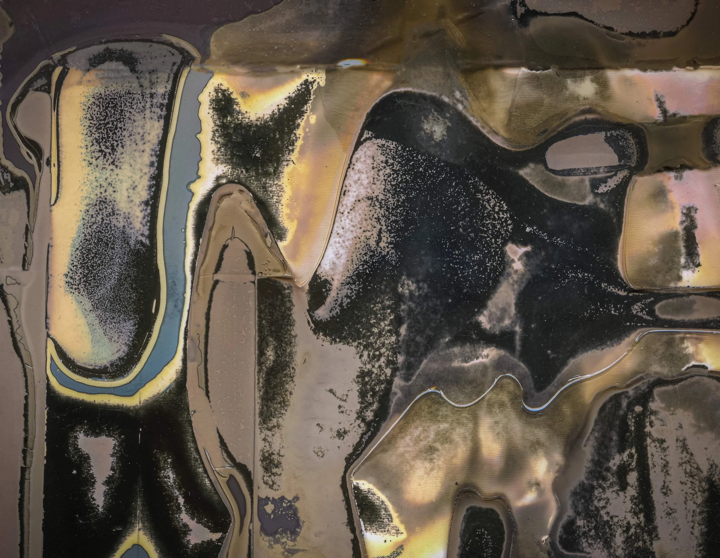 Soft Animal Bodies #2