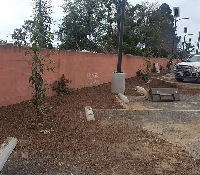 At the 2600 building there was a bioswaile where all the water had an area to restore water on the sight #siapinhorticulture #horticulture #landscape #2600 #landscapingcompanies