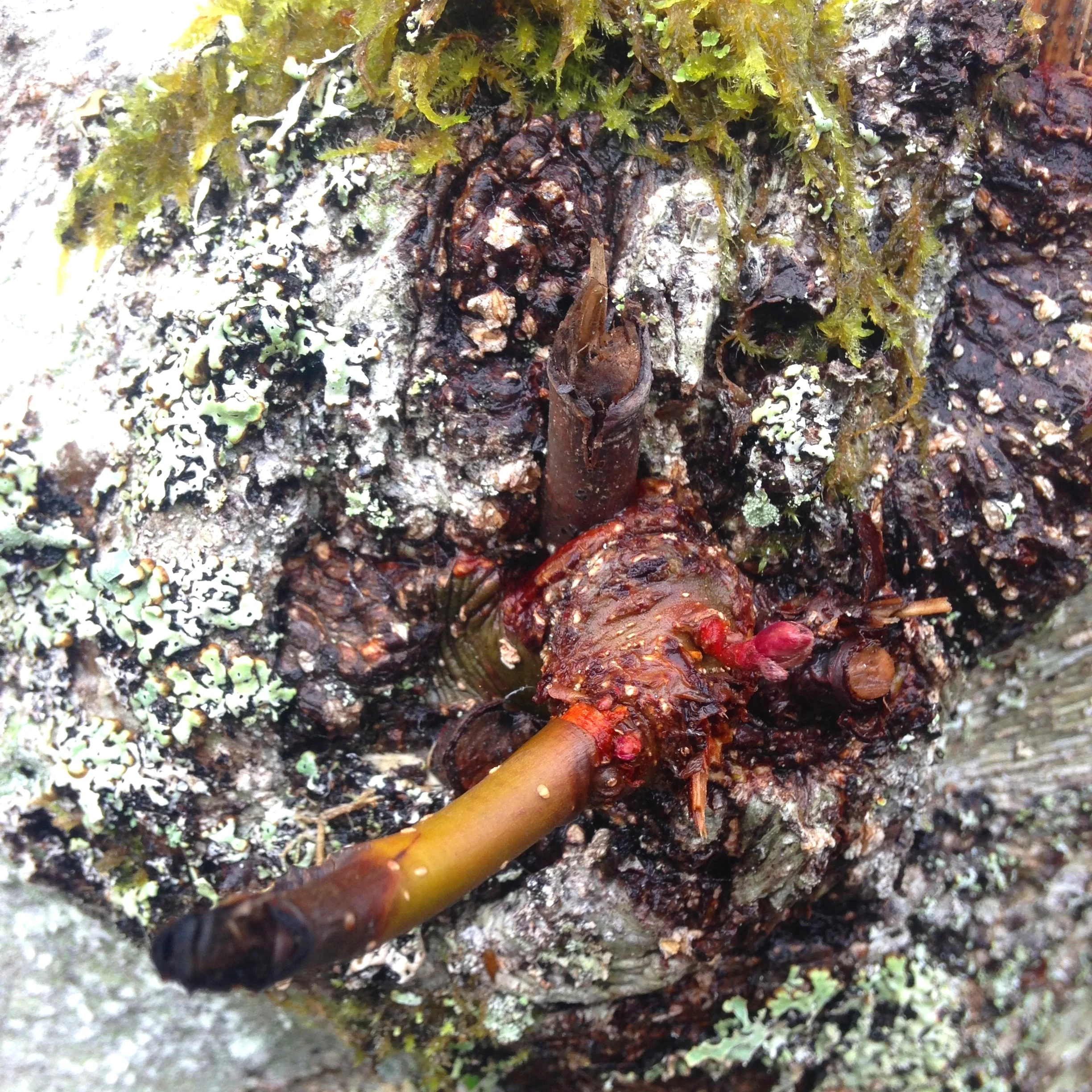 Alnus rubra new growth; photo by S. Elie, W 2019.