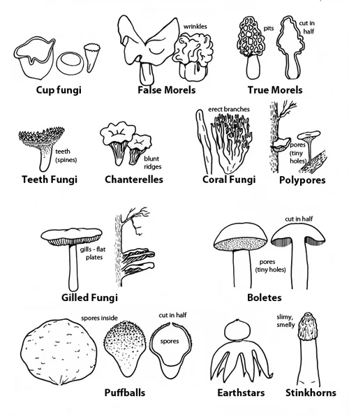 Mushroom growth forms from urbanmushrooms.com