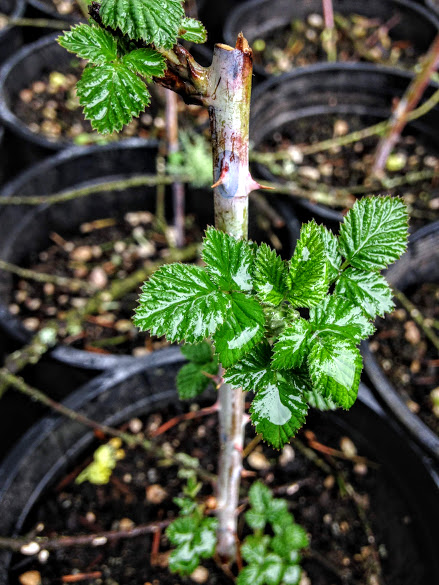 Rubus leucodermis - Black-cap Raspberry