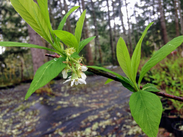 Oemleria cerasiformis - Osoberry