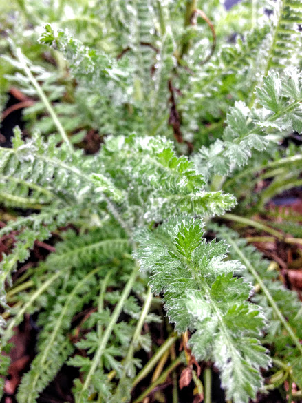 Achillea Moonshine - Moonshine Yarrow