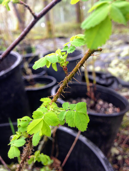 Rosa gymnocarpa - Baldhip Rose