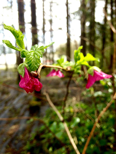 Rubus spectabilis - Salmonberry