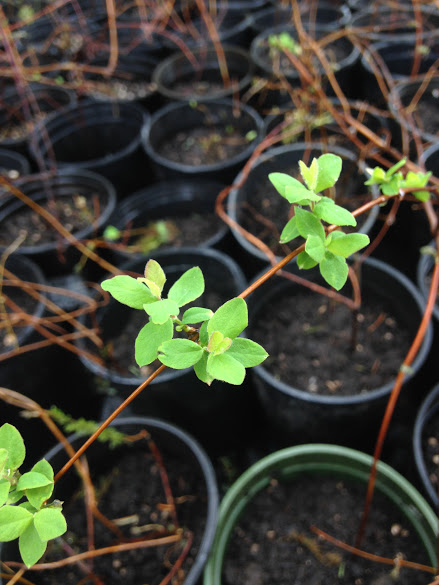 Symphoricarpos albus & S. mollis- Snowberry