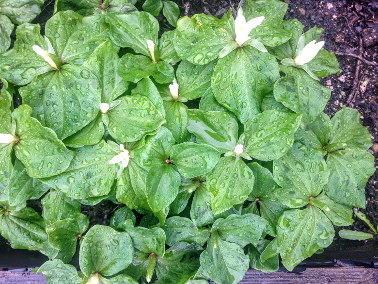 Trillium parviflorum - Small-flowered Trillium