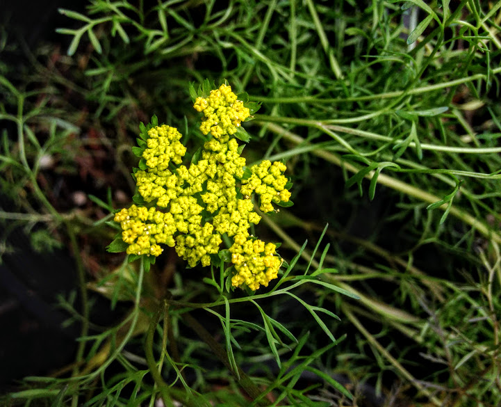 Lomatium utriculatum - Spring Gold