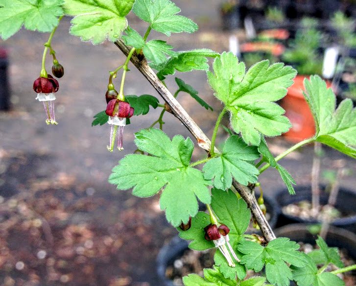Ribes divaricatum - Black Coastal Gooseberry