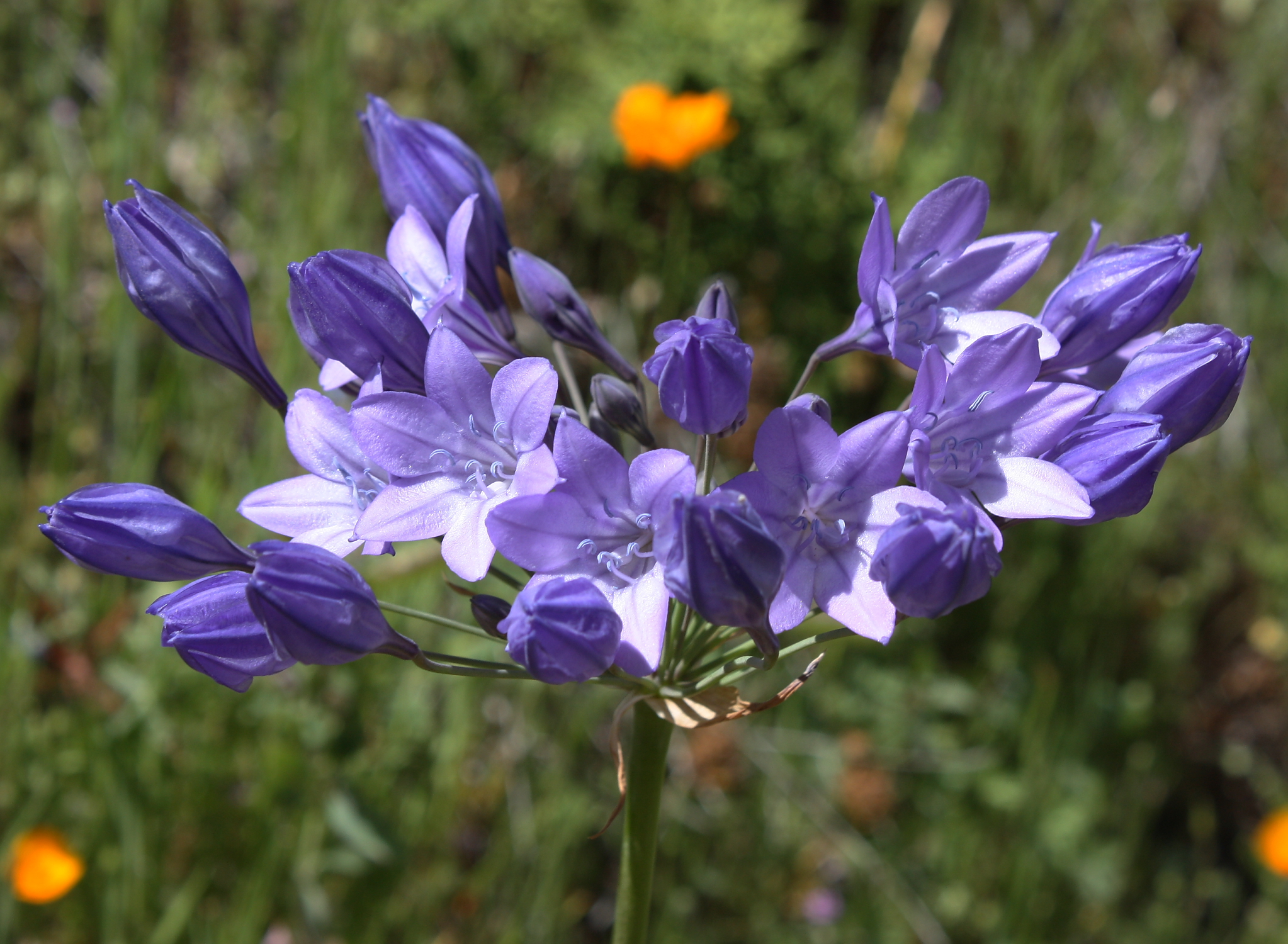 Triteleia laxa Ithuriel's Spear.jpg