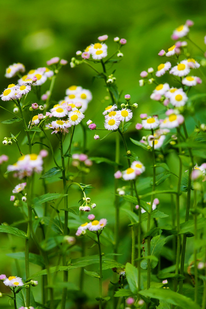 Erigeron philadelphicus Philadelphia Fleabane.jpg