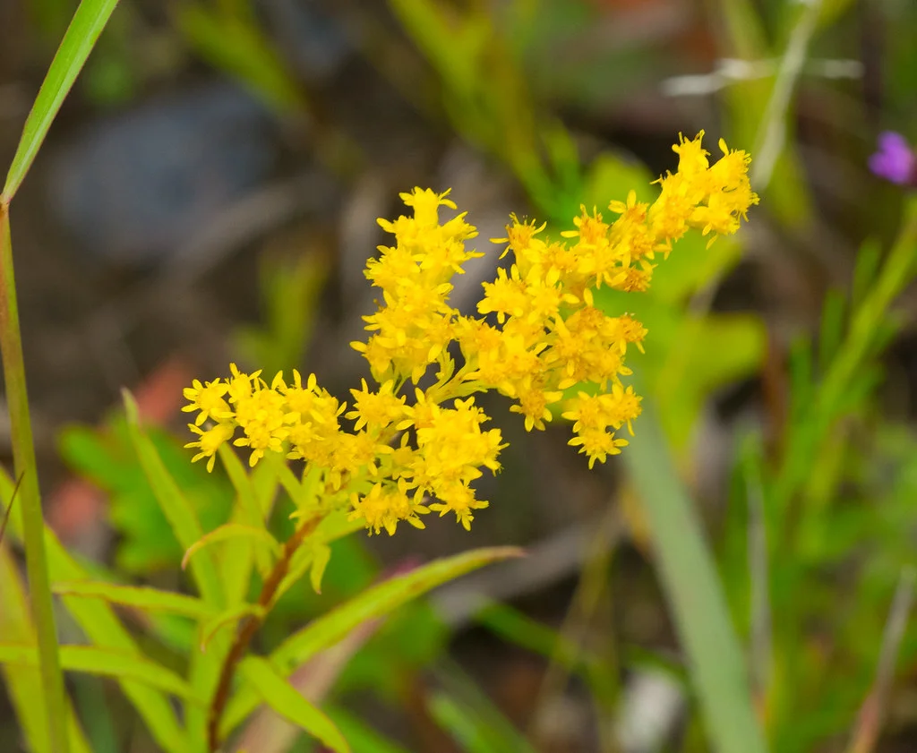 Solidago missouriensis.jpg