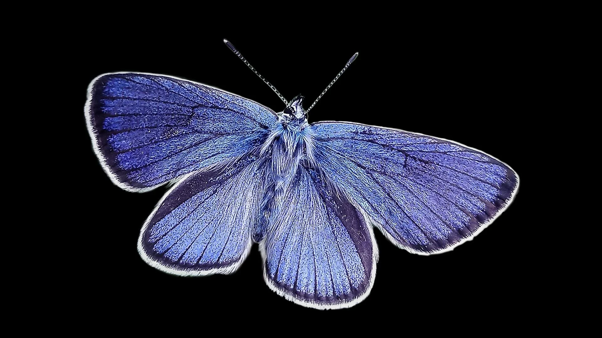 butterfly-2436395_1920.jpg