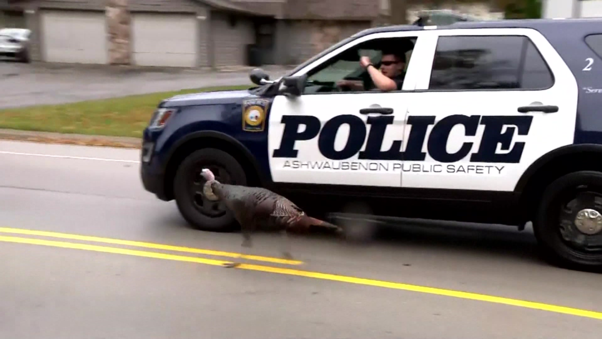 vaAkz-1540520300-embed-1000P_NEW20SCARY20TURKEY__WDJT5KVB_00-00-272C06.png