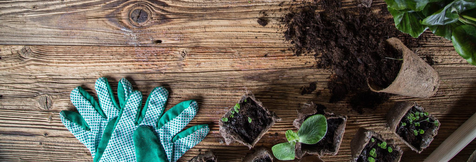 Banner Website - Copy - Edited.png