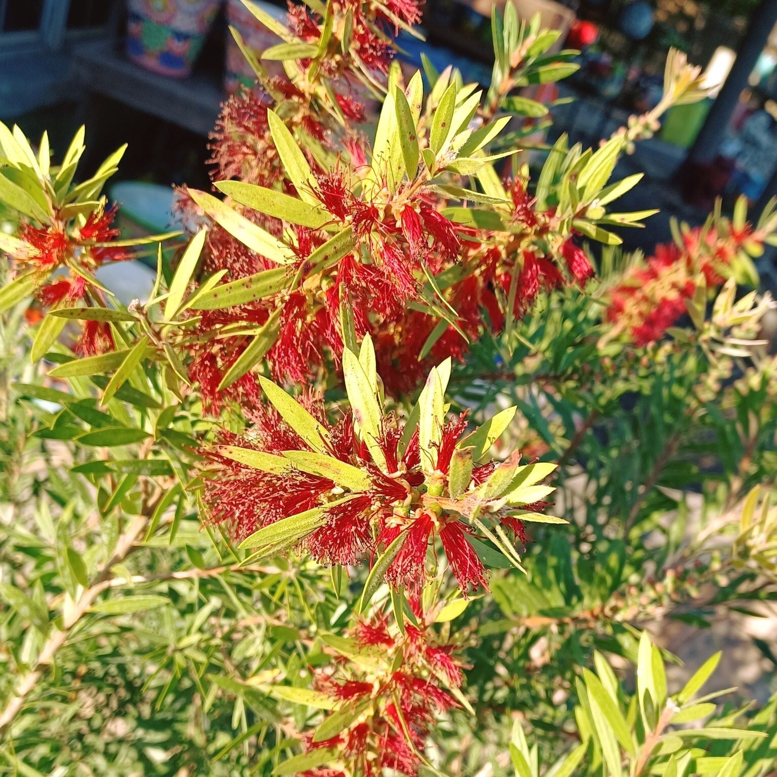 Swing by the Nursery and plant a tree for the Earth on Earth Day! 🌳🌳🌳
Check out our beautiful selection of trees, from verdant Bottlebrush shrubs to Sago palms, we have everything you need to get you start up a whole forest~
Visit our website at t