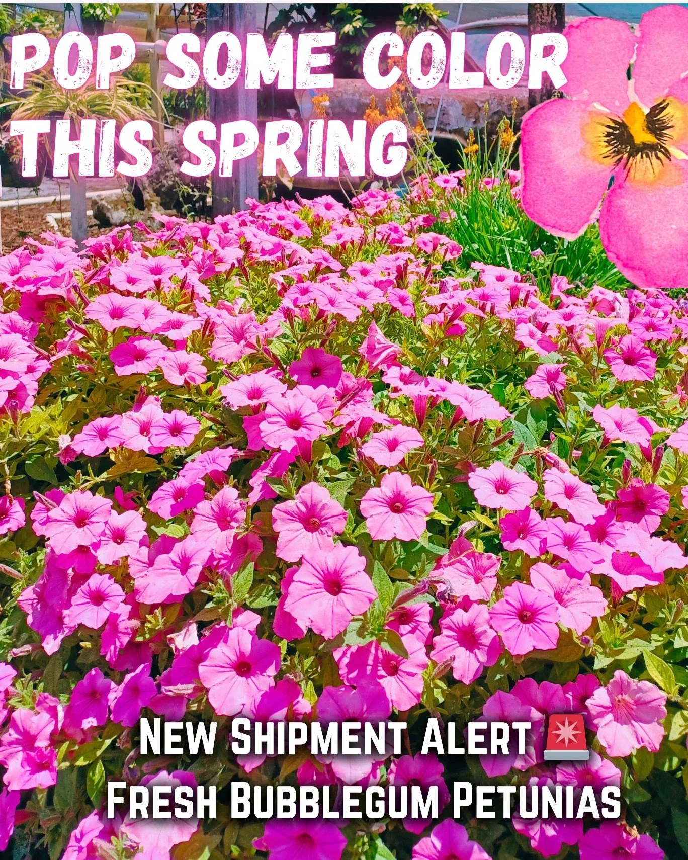 New Shipment Alert 🚨
🌸 Bubblegum Petunias just in time for spring! 

#thegreenhousenursery #gardening #newberryfl #gainesville #gainesvillefl #plantsmakepeoplehappy #March2026 #springplants #springiscoming #spring  #landscaping #plants #gardeninspi